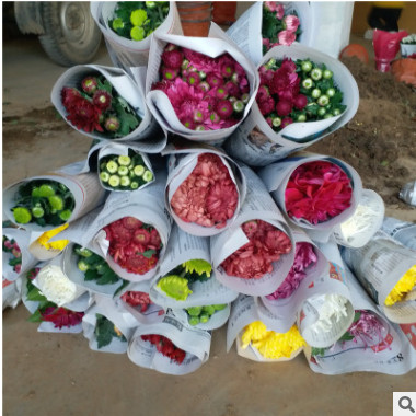 多花苞盆栽陽臺(tái)室外室內(nèi)庭院花苗千頭菊帶花綠植四季花卉