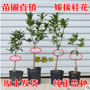 嫁接桂花樹苗 桂花盆栽 地栽苗 日香桂金桂丹桂沉香桂狀元紅