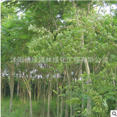 專供櫸樹基地 工程綠化苗木 櫸樹樹苗批發行道護坡 規格齊全