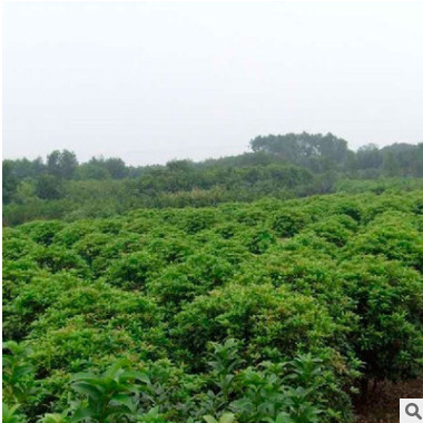 湖南苗木基地直供四季桂苗木 優質四季桂球批發 造型精美 貨源充