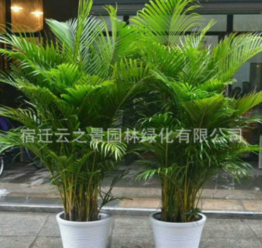 批發散尾葵鳳尾竹室內客廳大型綠植盆栽 夏威夷盆景室內植物甲醛