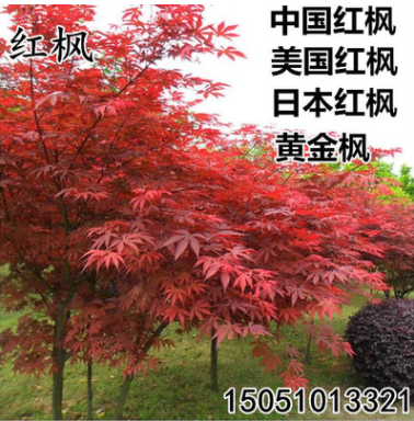 批發(fā)日本紅楓苗美國紅楓樹苗中國紅四季紅黃金楓工程園林綠化苗木