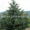 基地直銷各種規(guī)格云杉樹現(xiàn)挖現(xiàn)賣成活率高造型優(yōu)美云杉樹