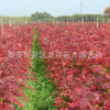 基地直銷美國紅楓樹苗 現(xiàn)挖現(xiàn)賣成活率高規(guī)格齊美國紅楓樹苗