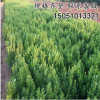 苗圃直銷瓜子黃楊苗綠籬色塊小葉黃楊球常綠灌木工程園林綠化苗木