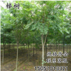 基地直銷優質櫸樹苗綠化苗木 紅櫸樹苗 血櫸樹苗