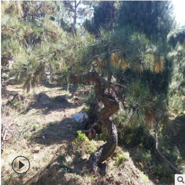 殊造型松 批發四季常青造型油松 優質景松 公園城市造景用