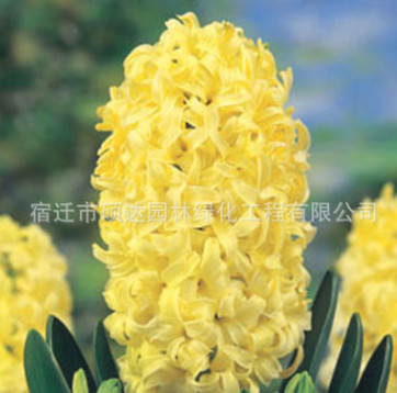 批發(fā)盆栽荷蘭風(fēng)信子種球 桌面盆栽花卉風(fēng)信子種球 土培水培植物