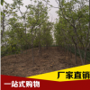 核桃樹苗批發(fā)基地 魯光核桃苗批發(fā)廠家 高產(chǎn)核桃苗