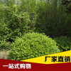 現(xiàn)貨供應(yīng)護(hù)坡綠化冬青 廠家低價(jià)供應(yīng)冬青