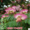 基地批發合歡樹苗 綠化行道樹合歡花樹 庭院觀花植物