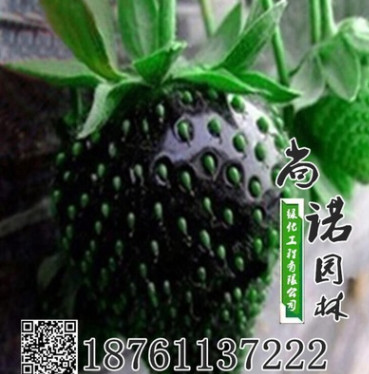 黑巴克草莓苗盆栽草莓果苗四季陽臺草莓苗大棚苗草莓基地批發果苗