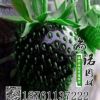 黑巴克草莓苗盆栽草莓果苗四季陽臺草莓苗大棚苗草莓基地批發果苗