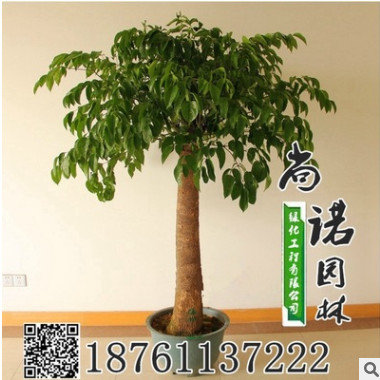 批發幸福樹平安樹 室內大型植物盆景 觀葉盆栽 凈化空氣吸甲醛