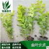 金葉女貞 小杯 灌木花卉 園林綠化 常綠喬木 水生植物 水生花卉