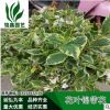 花葉錦帶花 水生花卉 小喬木 小灌木 綠化植物 水生植物 園林綠化