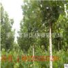 2015法桐報(bào)價(jià) 山東速生法桐價(jià)格 泰安法桐樹繁育基地