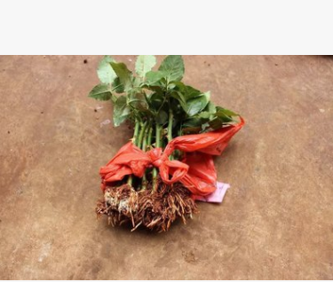 大馬士革玫瑰苗 云南玫瑰花苗 玫瑰種苗批發