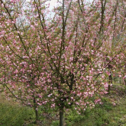 昊潤生態果林 北美海棠