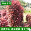 供應(yīng)綠化苗木 紅葉石楠 紅葉石楠球柱 顏色艷麗 造型好看