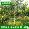 枇杷樹(shù) 枇杷樹(shù)苗 果大味甜早熟豐產(chǎn)品質(zhì)好 貨源充足苗木基地直銷