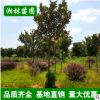 批發(fā)廣玉蘭 精品造型庭院植物廣玉蘭樹(shù) 庭院花卉 基地直銷