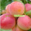 新品種李子樹[紅良錦]著多半紅霞.美麗嬌艷.果肉細嫩