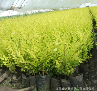 基地批發(fā)供應庭院園林金葉榆樹苗花卉 園林綠化金葉榆小苗綠植