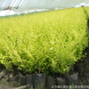 基地批發(fā)供應(yīng)庭院園林金葉榆樹(shù)苗花卉 園林綠化金葉榆小苗綠植