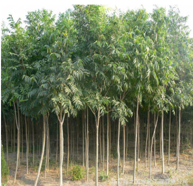 基地工程綠化苗木直銷 無患子樹苗 園林庭院綠化