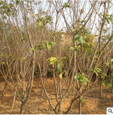 農(nóng)戶價(jià)格供應(yīng) 優(yōu)質(zhì)碧桃苗 紅葉碧桃 綠化苗木