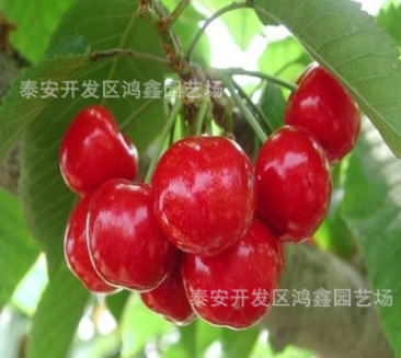 矮化5號吉塞拉占木櫻桃苗 矮化櫻桃苗多少錢一棵 矮化櫻桃苗種植