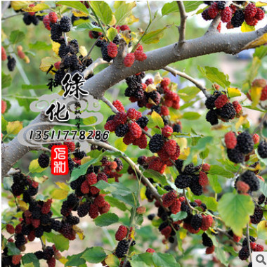 熱銷果樹苗桑葚苗 桑葚樹苗 果樹苗 規(guī)格齊全 質優(yōu)價廉