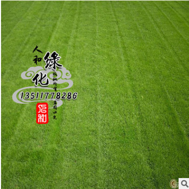 基地直銷地毯草種子 發(fā)芽率高 耐踐踏 地毯草種子批發(fā) 量大從優(yōu)