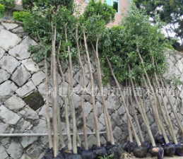 福建泉州低價天竺桂供應 福建截桿天竺桂基地 江西骨架天竺桂行情