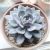 多肉植物 厚葉藍鳥花卉 4cm左右 空氣防輻射迷你辦公室綠色植盆栽