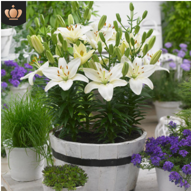 批發(fā)百合種球 帶芽發(fā)貨香水百合球 室內盆栽百合花苗