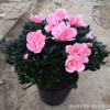 杜鵑花苗 室內杜鵑花盆栽花卉 盆栽杜鵑花 盆景