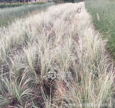 花葉芒 水生植物 基地直銷 花葉蘆葦 蒲葦
