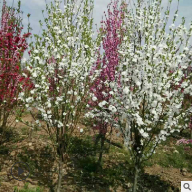 園藝場出售紅葉碧桃小苗大量批發(fā)誠信經(jīng)營枝條健壯紅葉碧桃小苗