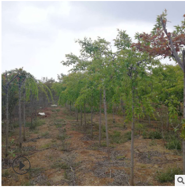 多年出售量大從優(yōu)垂直櫻花小苗庭院風景樹程綠化垂直櫻花