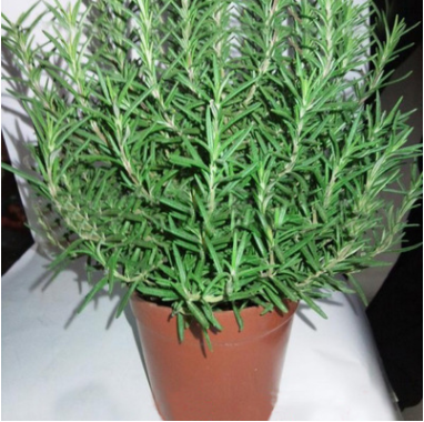 基地直銷 香草植物迷迭香盆栽 香味可提神醒腦 凈化空氣 易養活