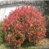 紅葉石楠小苗 紅葉石楠球 紅葉石楠樹 羅賓斯 火焰 大小規(guī)格齊全