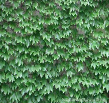 批發攀緣植物 爬山虎苗 爬墻高手 爬墻爬藤植物五葉地錦 耐寒耐旱