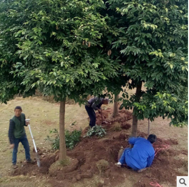 天竺桂 常年批發工程苗木