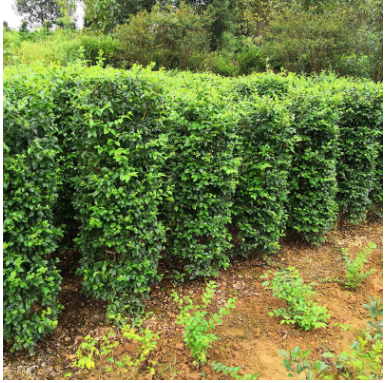 毛葉丁香柱 一手貨源 保證質量