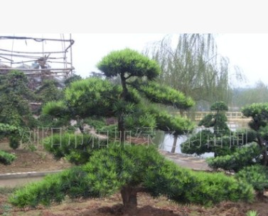 瀏陽綠之韻苗圃供應(yīng)造型羅漢松精品園林苗木