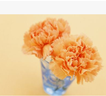 康乃馨小苗 深情 貴妃 馬斯特 醉紅 回憶