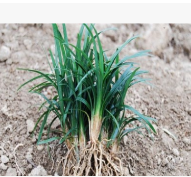 大量供應(yīng)矮麥冬 日本矮葉麥冬 日本矮花麥冬草 常綠地被植物