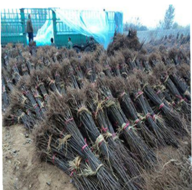 新品種果樹 山楂樹苗批發 山楂樹苗批發 果大